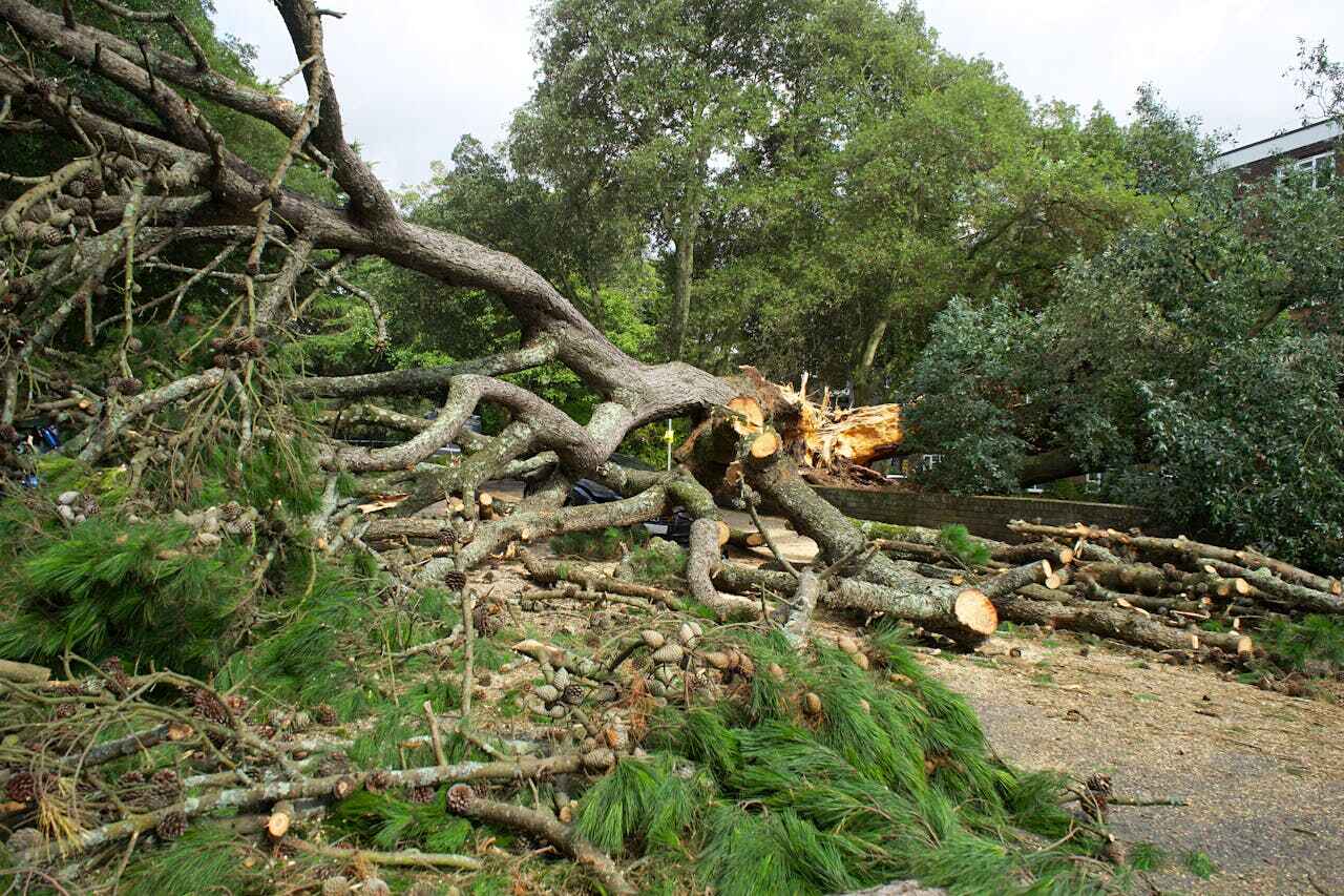 Palm Tree Trimming in Summer Set, MO